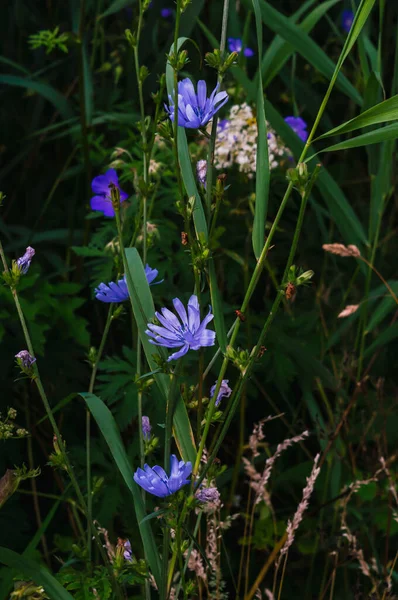 Vertikale Aufnahme Von Blauem Chicorée Sonnenlicht — Stockfoto