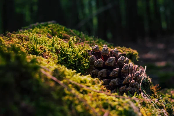 Close Image Pine Cone Bed Moss Lit Afternoon Sun —  Fotos de Stock