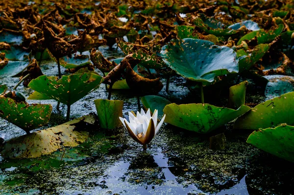 Bild Einer Weißen Seerose Und Ihre Spiegelung Wasser Hintergrund Sterben — Stockfoto