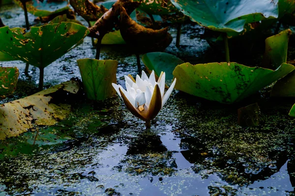 Изображение Белой Водяной Лилии Отражение Воде Заднем Плане Вымирают Листья — стоковое фото