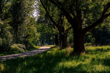 Arka arkaya dizilmiş bir çift ağacın manzara görüntüsü öğleden sonra güneşiyle aydınlanan bir yaya yolu kenarı.