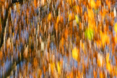 Sonbahar yapraklarının ve dalların ICM fotoğrafı, sıcak ve zengin renklerle resmedilmiş, soyut bir manzara oluşturuyor..