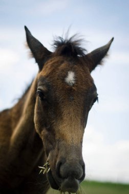 At gözü, namlu parçası, kafanın bir kısmı, siyah renk, görünüş, kirpik, hayvan, yün.