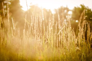 Kuru bir çimenlikte akşam batımı, yaz akşamında doğanın huzuru, turuncu gökyüzü ve güneş, bulanık bir arka planla yalnız bitki kökleri