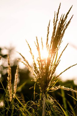 Kuru bir çimenlikte akşam batımı, yaz akşamında doğanın huzuru, turuncu gökyüzü ve güneş, bulanık bir arka planla yalnız bitki kökleri
