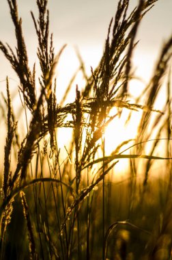 Kuru bir çimenlikte akşam batımı, yaz akşamında doğanın huzuru, turuncu gökyüzü ve güneş, bulanık bir arka planla yalnız bitki kökleri
