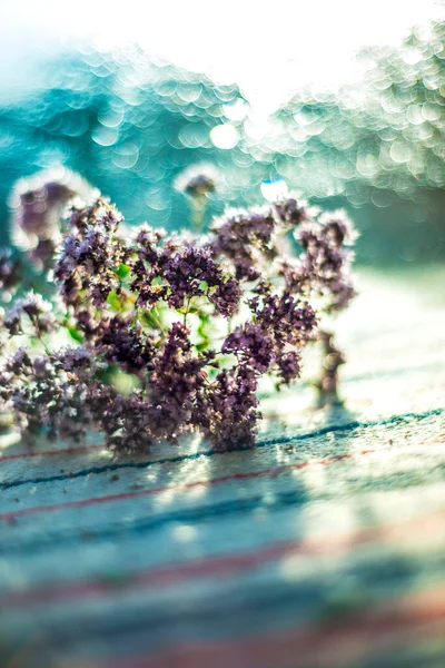 Fleurs Pointues Bleues Sur Fond Bokeh Bleu Tissu — Photo