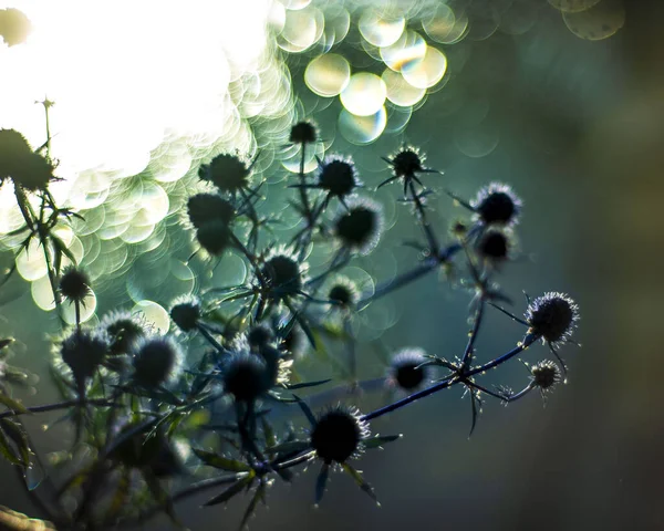 Fleurs Épineuses Bleues Sur Fond Bleu Bokeh Effets Lumière Éblouissement — Photo