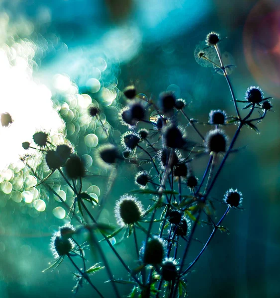 Fleurs Épineuses Bleues Sur Fond Bleu Bokeh Effets Lumière Éblouissement — Photo