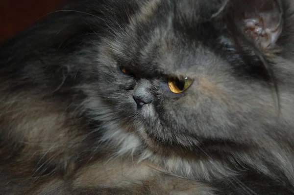 Szary Kot Puszysta Wełna Odwracanie Wzroku Portret Zbliżenie Oczy Półotwarte — Zdjęcie stockowe