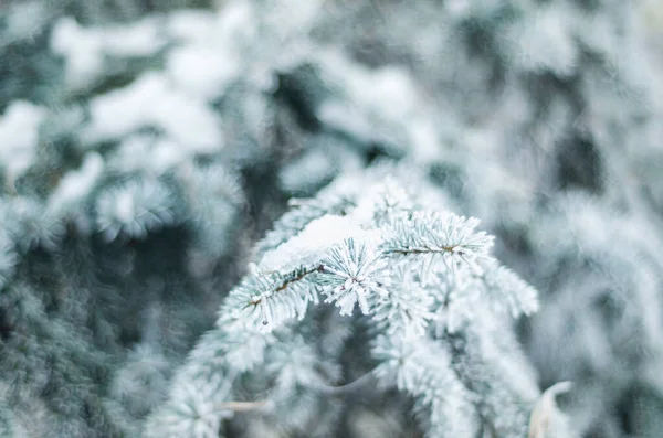 Plantas Invierno Las Heladas Nieve Rime Naturaleza Invierno Rama Solitaria —  Fotos de Stock