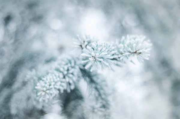 冬种在成熟的雪霜中 自然在冬季 孤独的云杉或松树在冻土中 — 图库照片