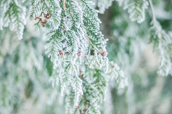 Winterpflanzen Reifschneefrost Natur Winter Einsame Zweige Von Fichten Oder Kiefern — Stockfoto