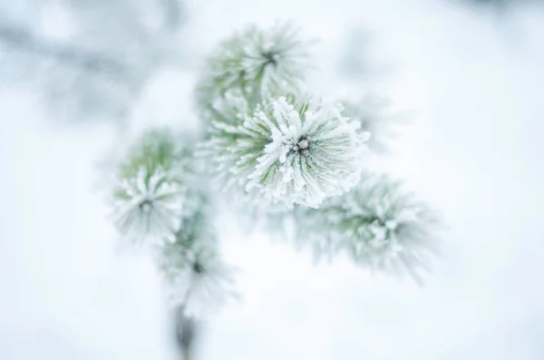 Vinterväxter Rim Snö Frost Natur Vintern Ensam Gren Gran Eller — Stockfoto