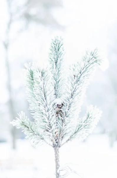 winter plants in rime snow frost, nature in winter, lonely branch of spruce or pine in hoarfrost