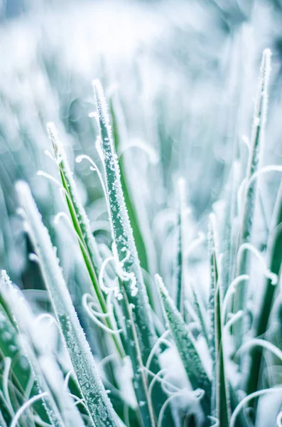 冬种在成熟的雪霜中 大自然在冬天 青草在冻土中寂寞 — 图库照片
