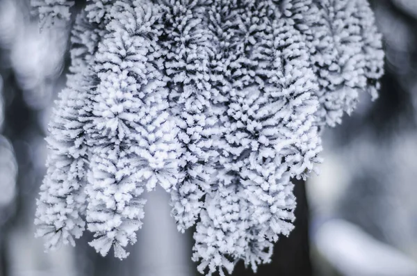 winter plants in rime snow frost, nature in winter, lonely branch of spruce or pine in hoarfrost