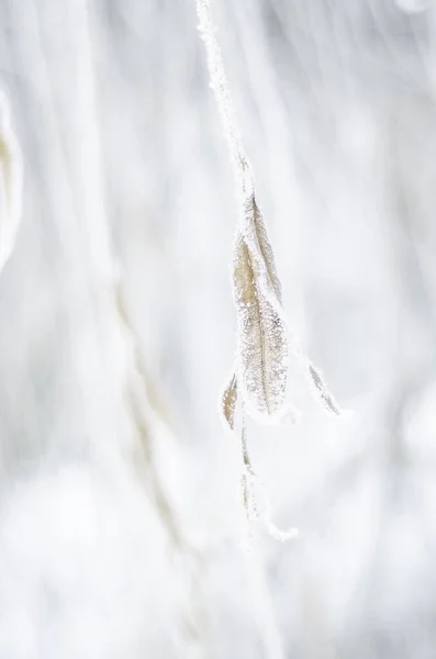 Plantas Invierno Las Heladas Nieve Rime Naturaleza Invierno Hoja Solitaria —  Fotos de Stock