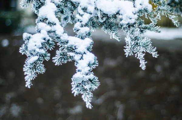 winter plants in rime snow frost, nature in winter, lonely branch of spruce or pine in hoarfrost