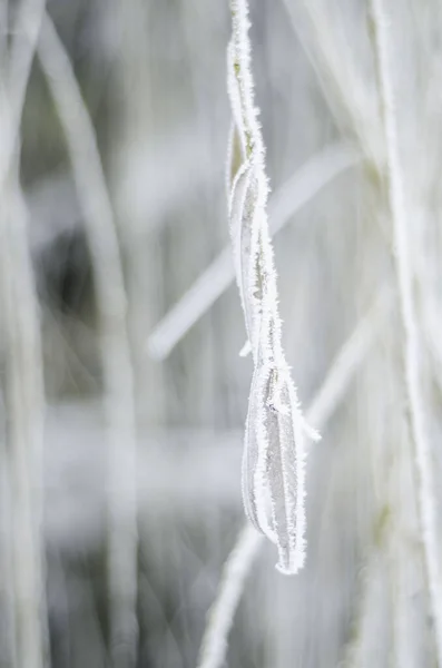 冬种在成熟的雪霜中 大自然在冬天 青草在冻土中寂寞 — 图库照片