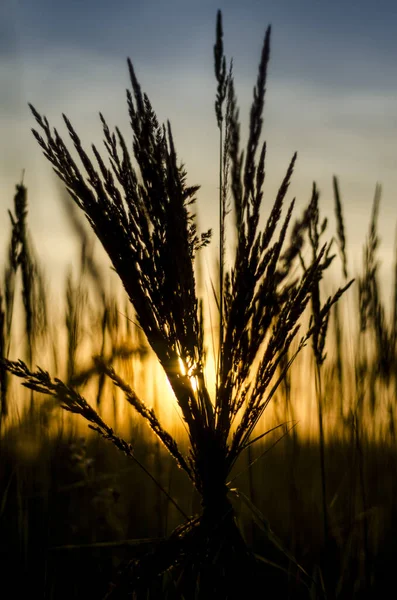 Evening Sunset Field Dry Grass Tranquility Nature Summer Evening Orange — Stock Photo, Image