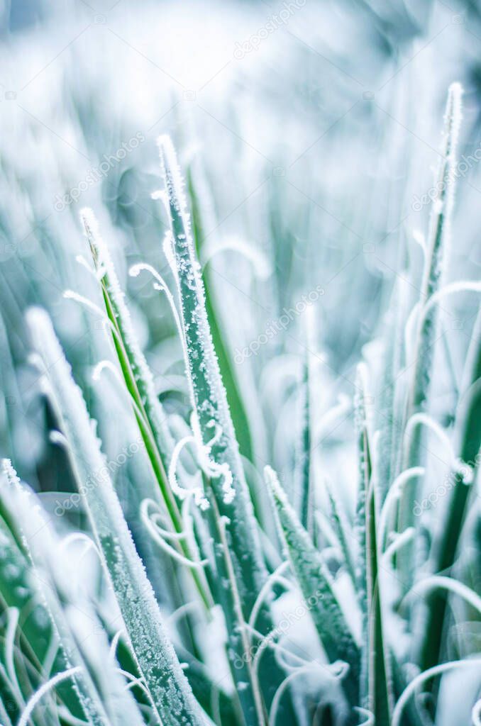 winter plants in rime snow frost, nature in winter, lonely blade of grass in hoarfrost