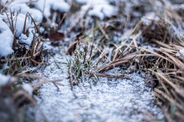 Buzda donmuş çimenler, buz kütleli nehir kıyısı, makro, kış manzarası, doğal olaylar.