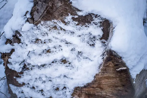 Muñón Cubierta Nieve Corte Árbol Cubierto Nieve Naturaleza Invierno Muñón — Foto de Stock