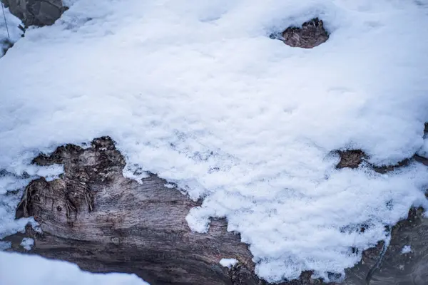 Muñón Cubierta Nieve Corte Árbol Cubierto Nieve Naturaleza Invierno Muñón — Foto de Stock