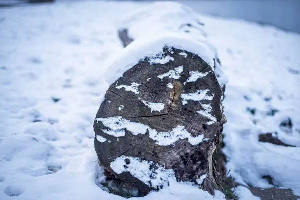Pień Pokładu Śniegu Ścięte Drzewo Pokryte Śniegiem Zimowa Przyroda Śnieżny — Zdjęcie stockowe