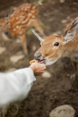 Hayvanat bahçesindeki kafeste güzel bir geyik. Elindeki otları yiyen bir hayvan. Parmaklıkların arkasındaki vahşi geyik.