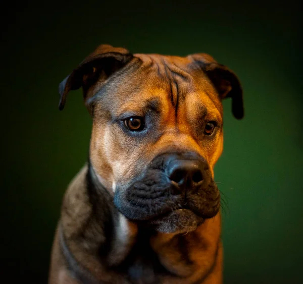 Bou Pes Smutný Vzhled Plemeno Portrét Hnědé Barvy Psa Zvíře — Stock fotografie
