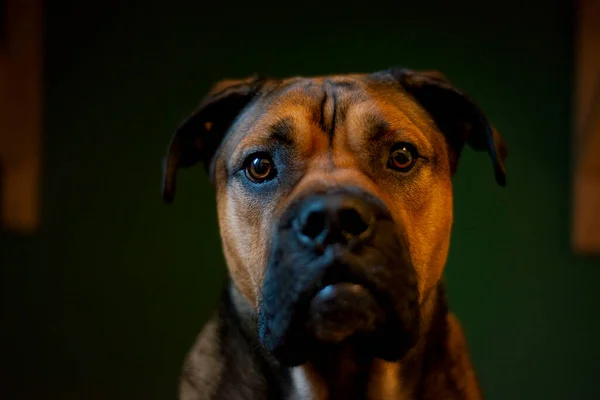 Bou Dog Sad Look Breed Portrait Brown Color Dog Animal — Stock Photo, Image