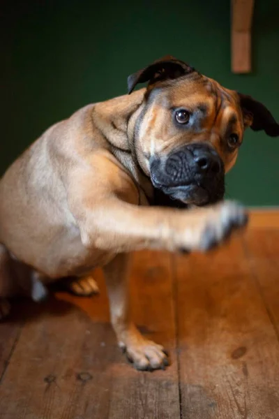 Bou Cane Razza Strada Città Ritratto — Foto Stock