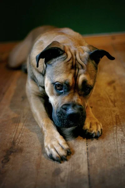 Bou Hund Ras Gata Stad Porträtt — Stockfoto