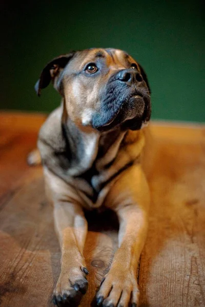 Bou Dog Breed Street City Portrait — Stock Photo, Image