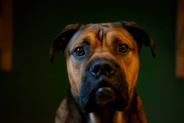 Bou Hund Ras Gata Stad Porträtt — Stockfoto