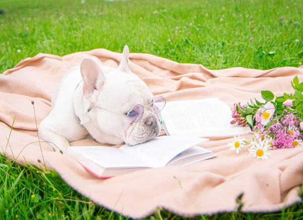dog on a blanket near a book with glasses, animal on green grass, light blanket, pink wildflowers, smart funny, green grass, nature