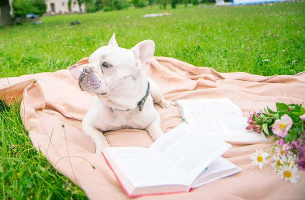 Dog Blanket Book Glasses Animal Green Grass Light Blanket Pink — Stock Photo, Image