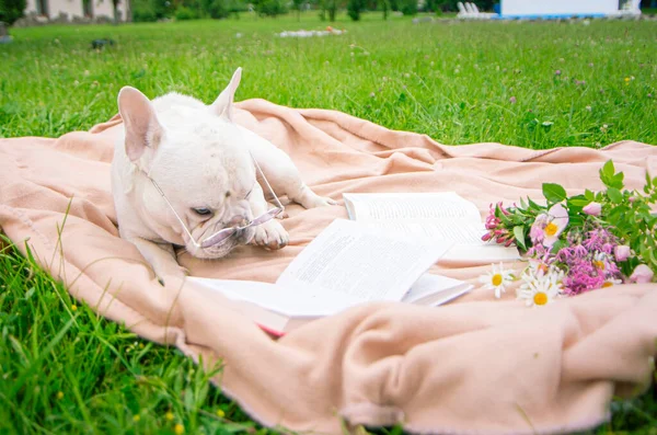 Perro Una Manta Cerca Libro Con Gafas Animal Sobre Hierba —  Fotos de Stock