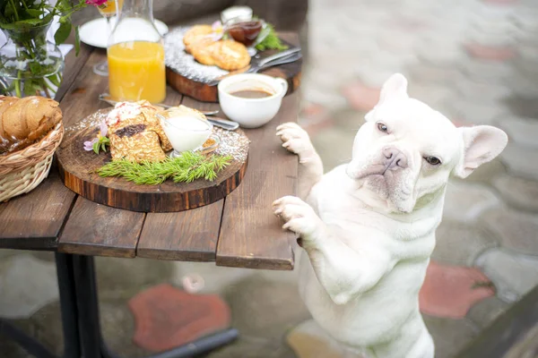 Perro Asomándose Desde Mesa Pidiendo Comida Zumo Naranja Delicioso Desayuno —  Fotos de Stock