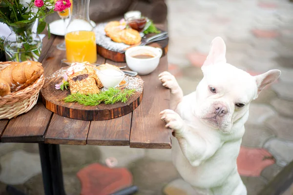 Perro Asomándose Desde Mesa Pidiendo Comida Zumo Naranja Delicioso Desayuno —  Fotos de Stock