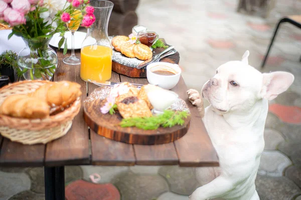 Dog Peeking Out Table Asking Food Orange Juice Delicious Breakfast — Stock Photo, Image
