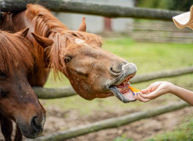 At elden beslenir, hayvanın başı yiyecek için uzanır, atlarla dolu bir çiftlik, çitlerin arkasında, yeşil çimenler, kahverengi renkler