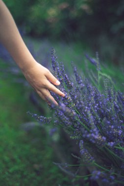 Ellerde lavanta, bahçe yazı, tazelik, lavanta çalıları, kaynama havası