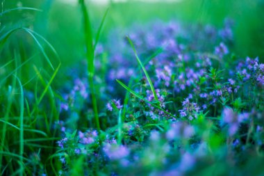 Mavi küçük çiçekler, yeşil yaz çimenleri, bulanık yeşil arka plan, taze yaz zamanı