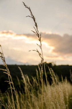 Dağların arka planında yabani otlar, bulutlardaki gökyüzü, kırmızı günbatımındaki güneş, akşam ışığında yanan bitkiler.