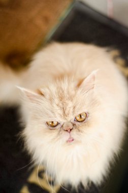 İran kedisi görünümlü, bej renkli hayvan kürkü, İran çayları, açık kahverengi kedi gözleri.