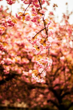Baharda kiraz çiçekleri, siyah bir gövdede tomurcuklar, pembe Japon kiraz çiçekleri, ağaçtaki ilk taze çiçekler.