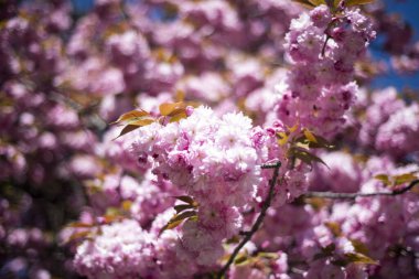 Baharda kiraz çiçekleri, siyah bir gövdede tomurcuklar, pembe Japon kiraz çiçekleri, ağaçtaki ilk taze çiçekler.